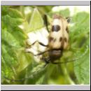 Judolia cerambyciformis - Bockkaefer 02.jpg